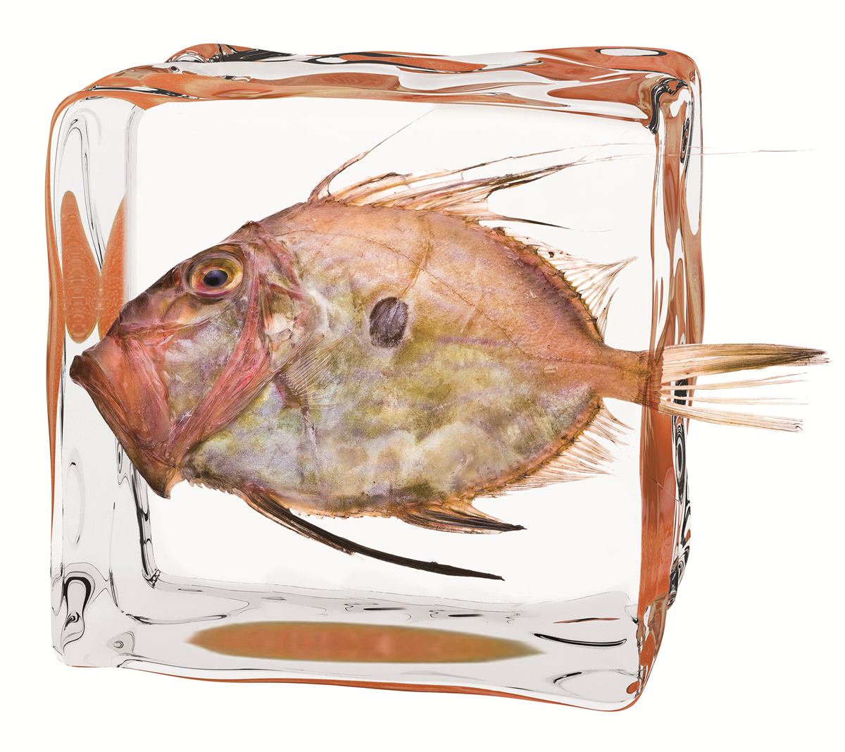 Pescado fresco — gallo