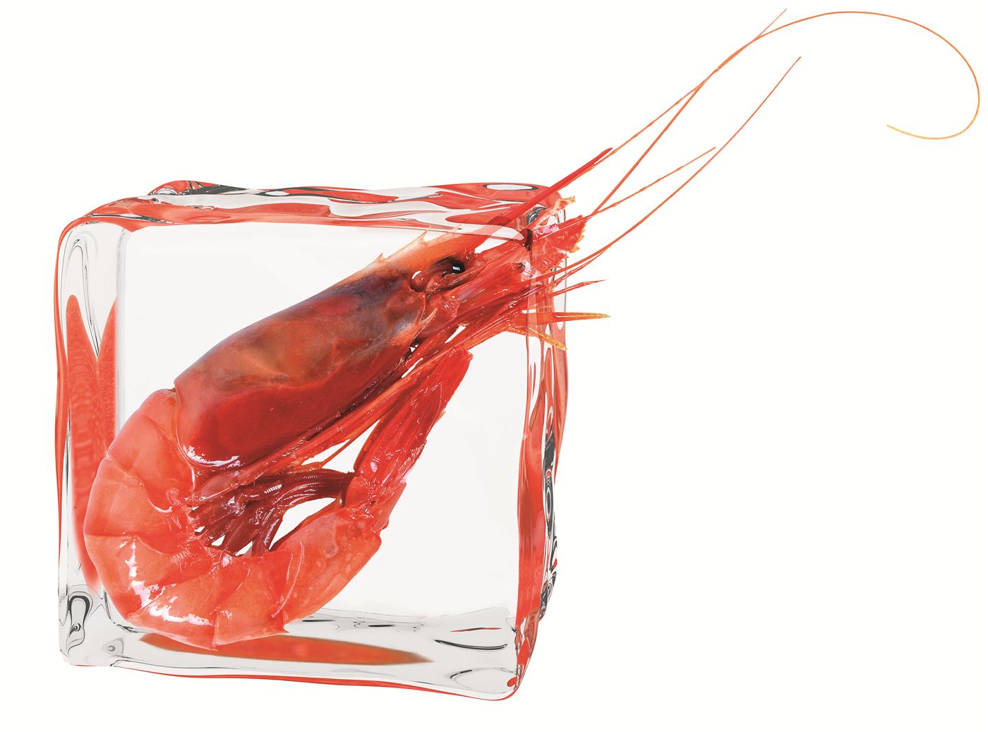 Gambas y langostinos — quinta gama
